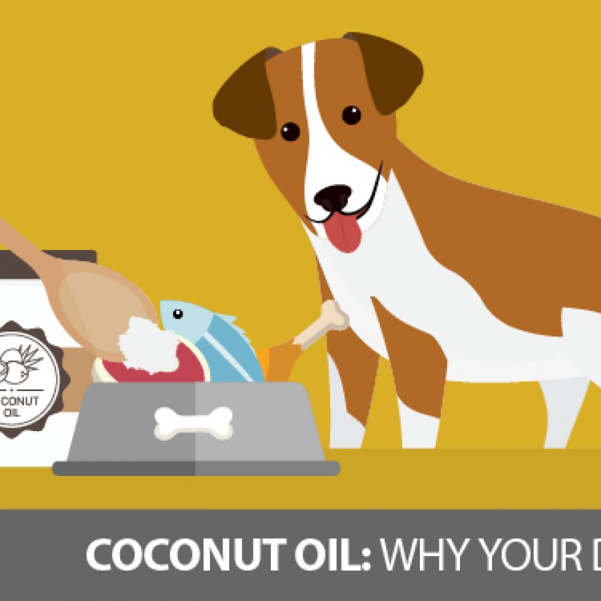 The Health Benefits Of Coconut Oil For Dogs